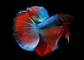 A red, and blue betta fish swimming against a black background.