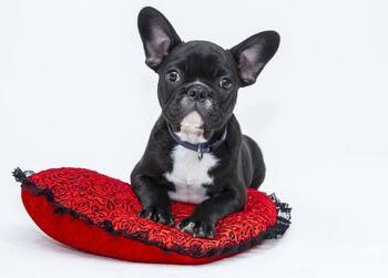 A small black bulldog sitting on a red pillow.