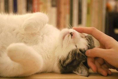 A calico cat is happily laying on its back while being pet.