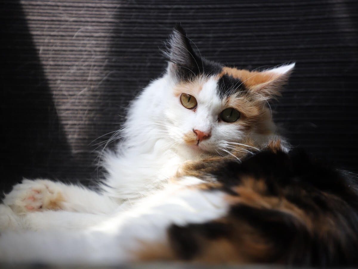 A calico cat laying down.