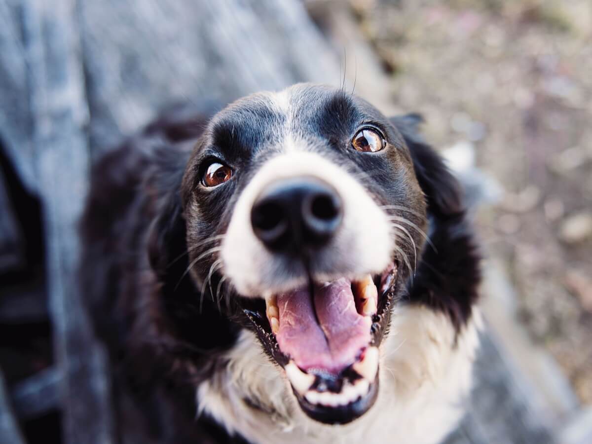 A border collie with its mouth wide open, looking at the camera