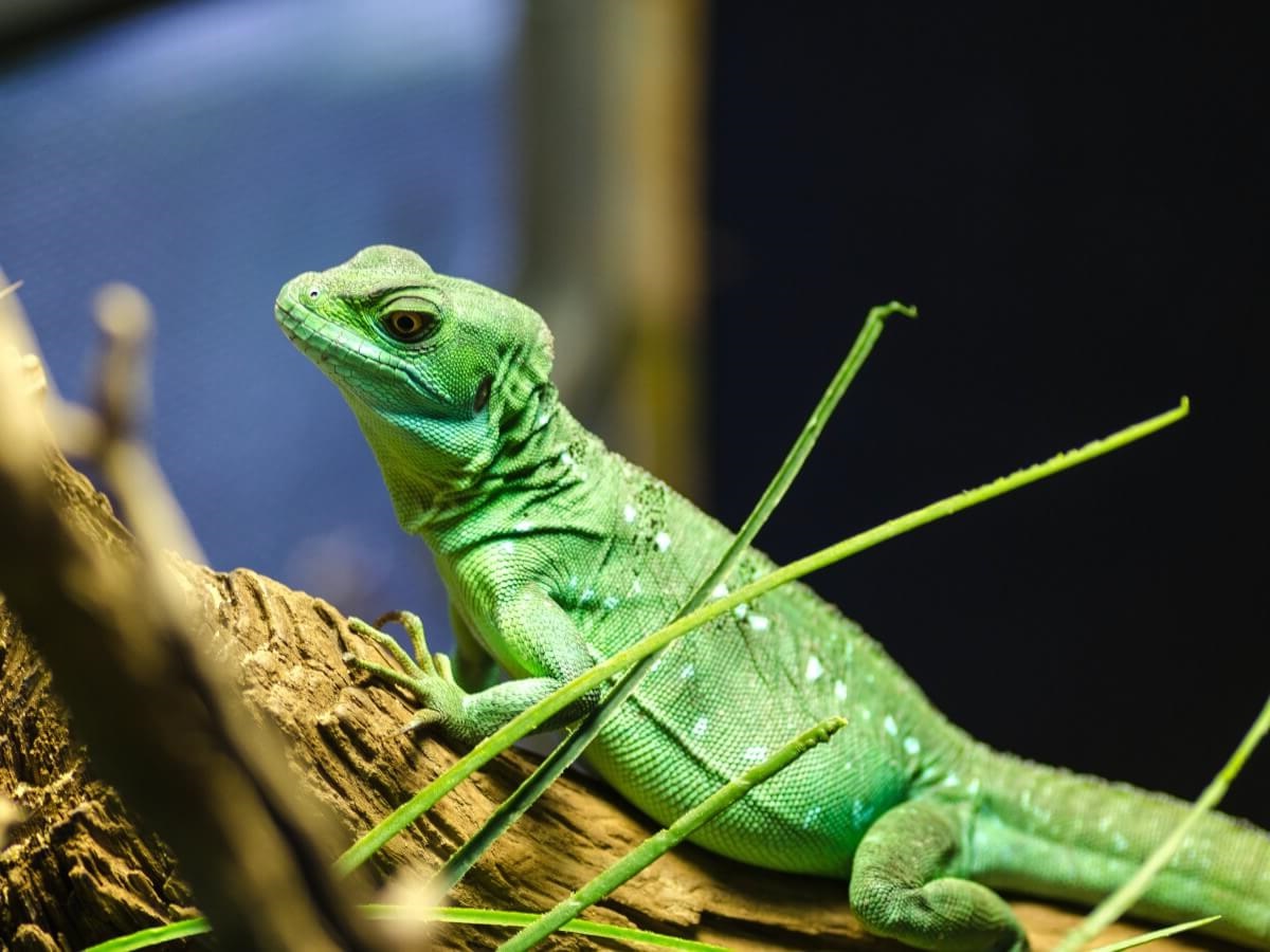 A green lizard resting on a wooden log.