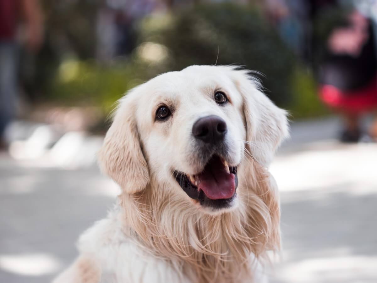 A golden retriever looking at towards the viewer.