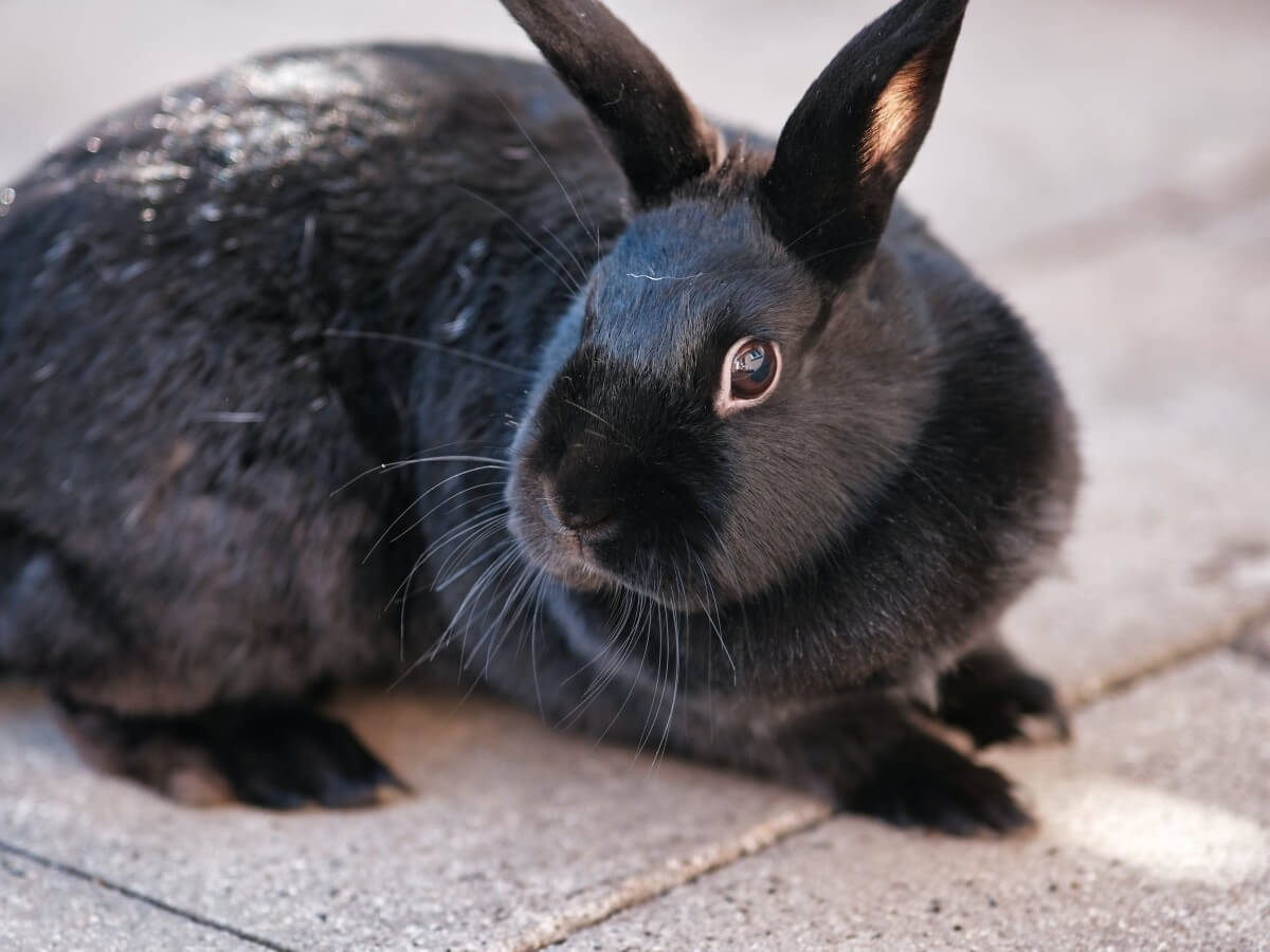 A black bunny laying down.