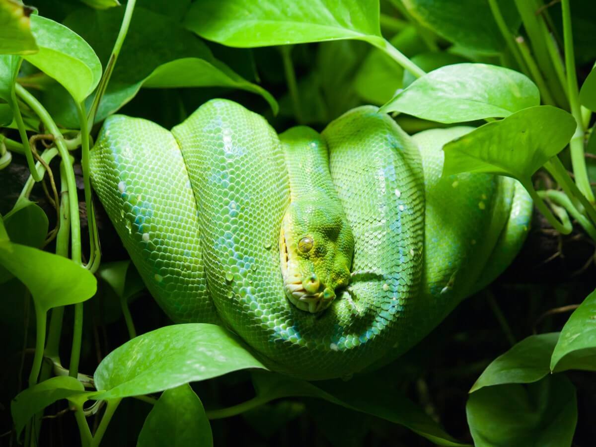 A green snake wrapped around a branch.