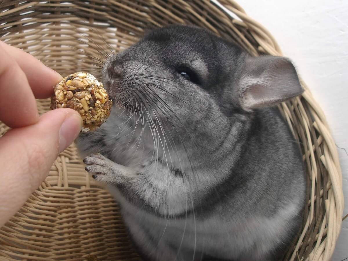 A chinchilla taking food from a person.