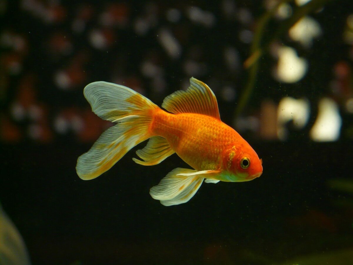 A goldfish swimming.