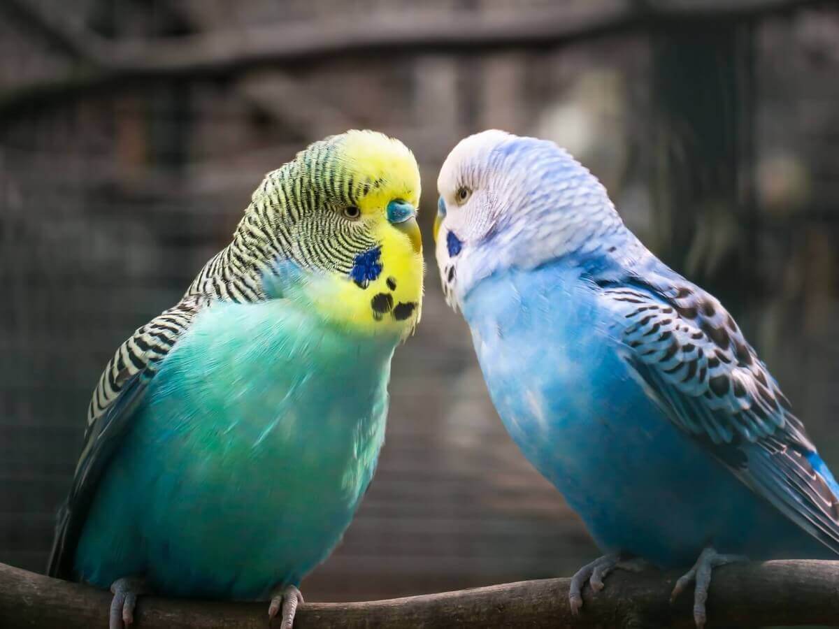 Two budgies facing towards each other.