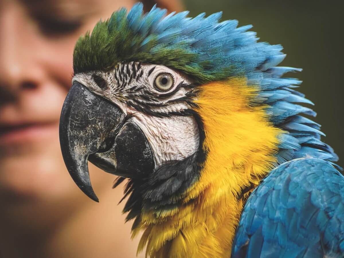 A parrot staring sideways at the camera.