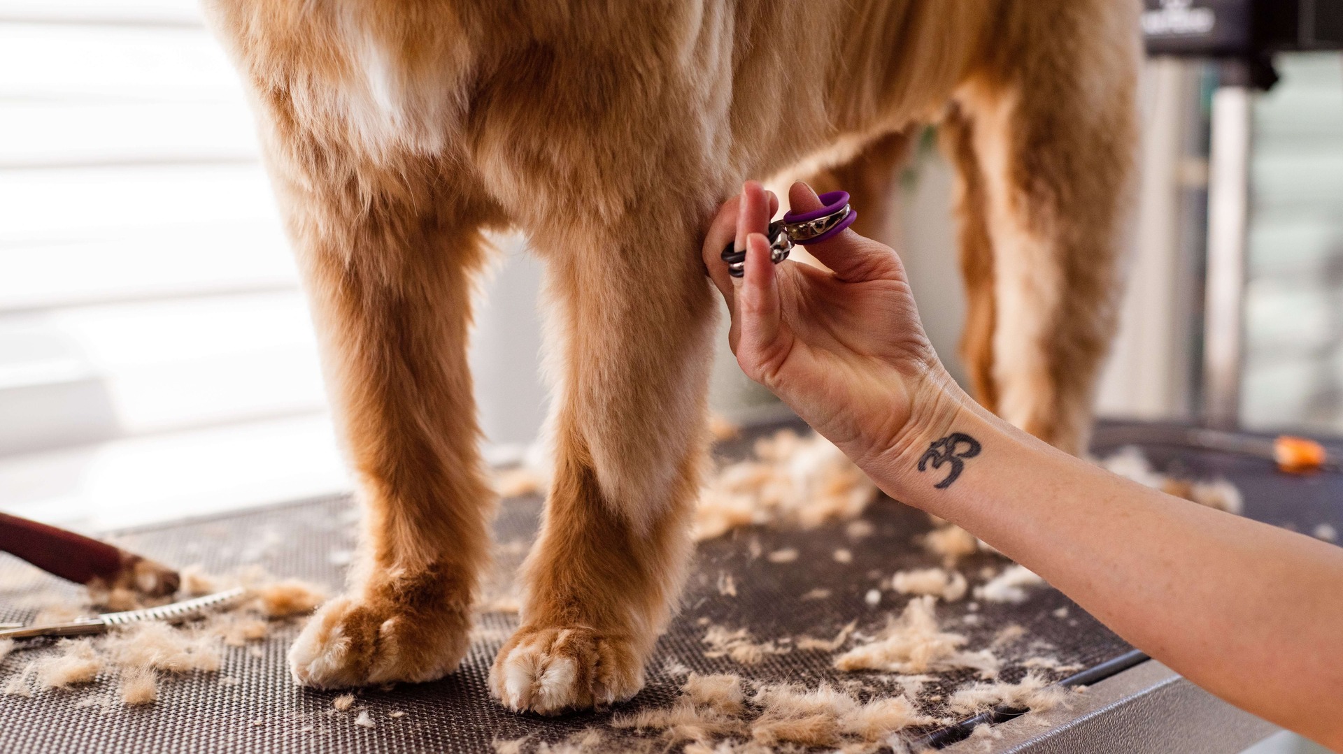 A dog being groomed.