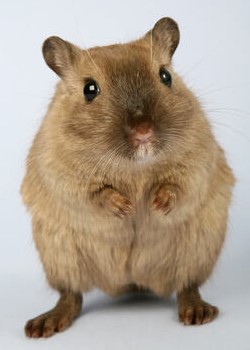 A brown hamster standing on its hind legs.