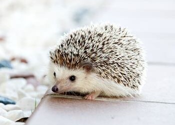 A hedgehog standing on hardwood floors.