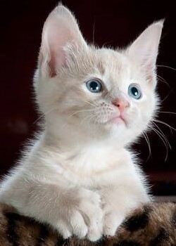 A  white kitten laying with its paws crossed.