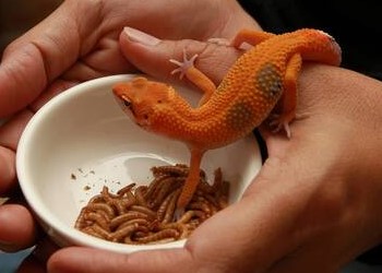 A orange lizard being held while being fed from a bowl.